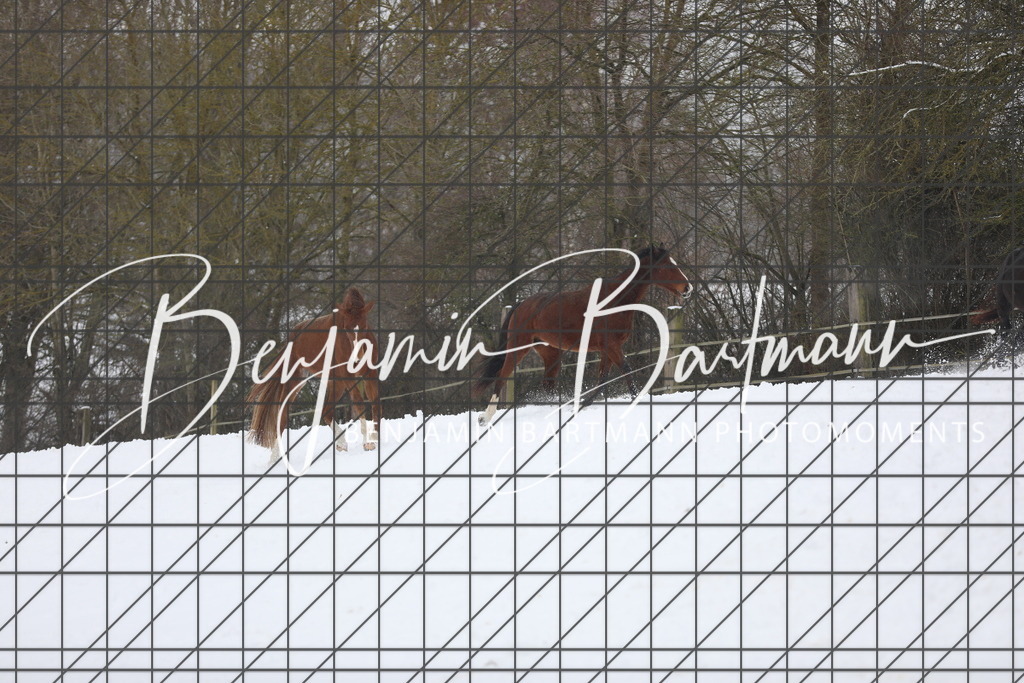 AZ2A3334 | Benjamin Bartmann Photomoments