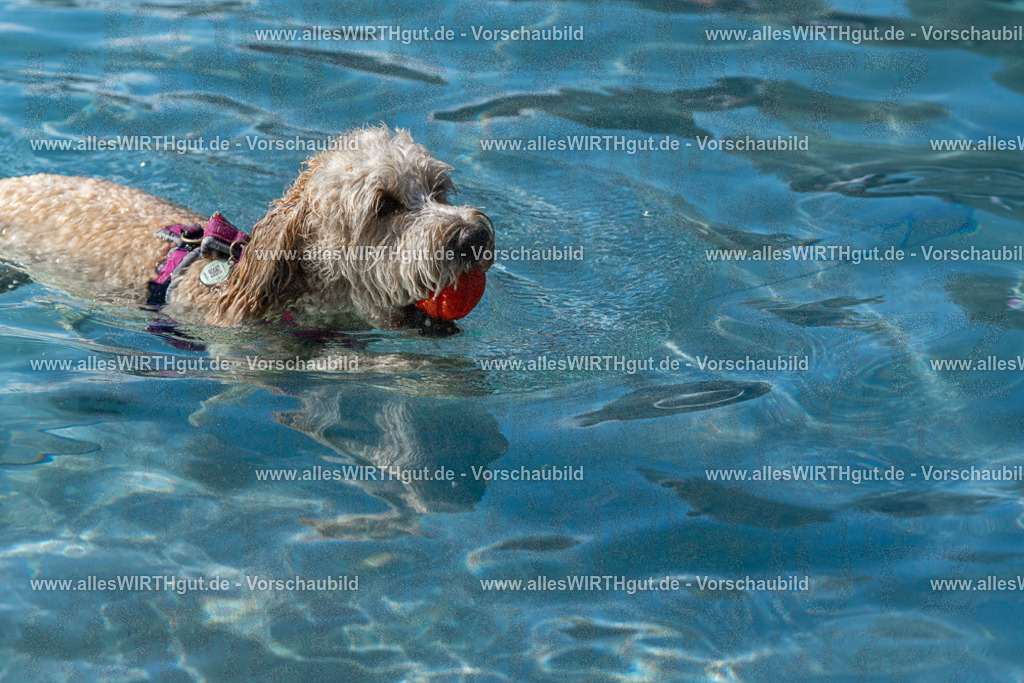 Hundeschwimmen_Volksbad_2026-allesWIRTHgut_Tierfotografie-2609061234-FAY06493 | Professionelle Tierfotografie in Mönchengladbach von Daniel Wirth (allesWIRTHgut). Liebevolle & natürliche Bilder von Hunden & Katzen für unvergessliche Erinnerungen.