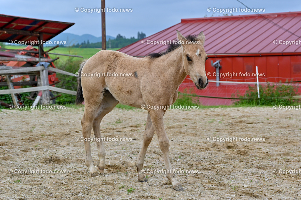 Otis_ 25.05.2023-13 | 25.05.2023, Slowakei, SVK, Dolný Moštenec, im Bild Fohlen, Pferd, Quarter Horse, Reitplatz