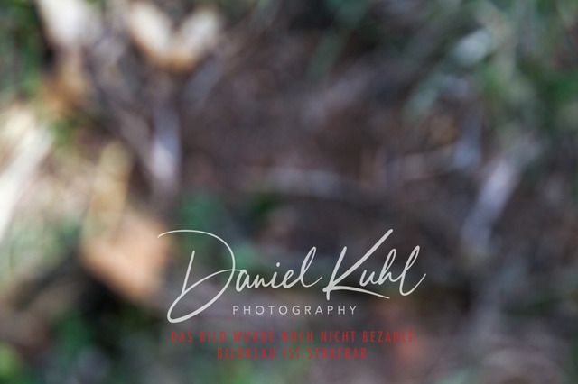 DKP41128 | Turniersportfotografie; Pferdefotografie; Dressurfotografie