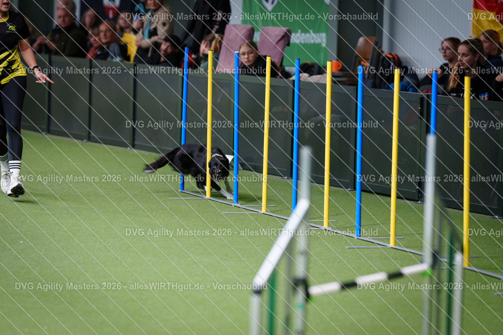 allesWIRTHgut_Tierfotografie-DVG_Agility_Masters_2026-10_19-7R503461 | Professionelle Tierfotografie in Mönchengladbach von Daniel Wirth (allesWIRTHgut). Liebevolle & natürliche Bilder von Hunden & Katzen für unvergessliche Erinnerungen.