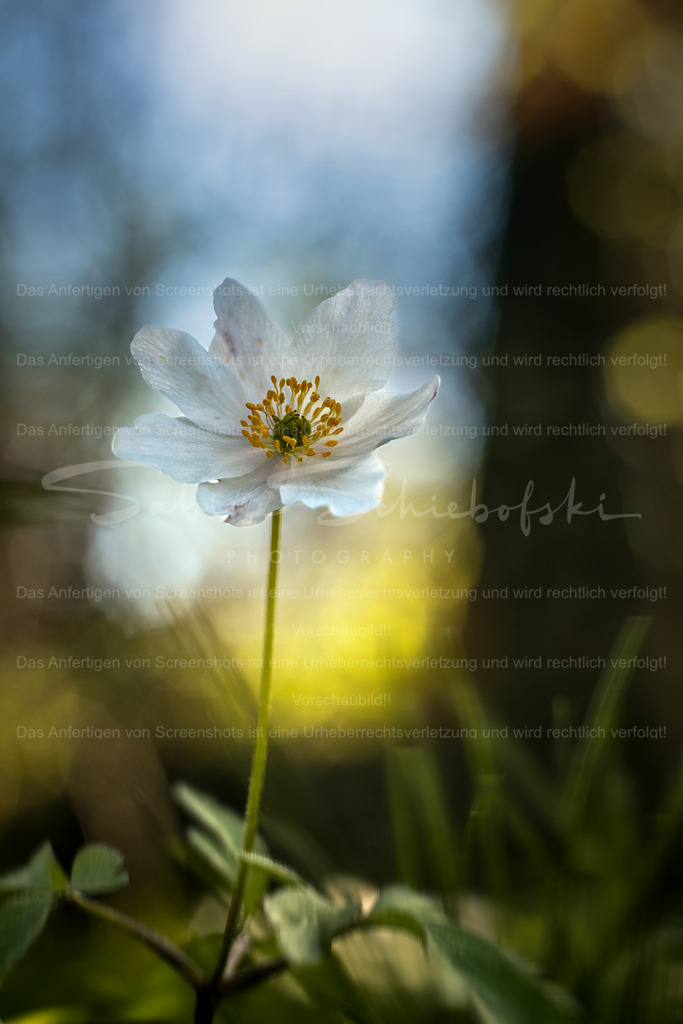 Buschwindroeschen_14.04.2026_DSCF7995 | People- und Tierfotografie, Imageaufnahmen, Veranstaltungsfotografie und Wandbilder aus der Natur ★ Made in Germany ✔️ Druck + Downloads ✔️ Naturfotografie in Top Qualität ★ schneller Versand, weltweite Lieferung! - Realized with Pictrs.com