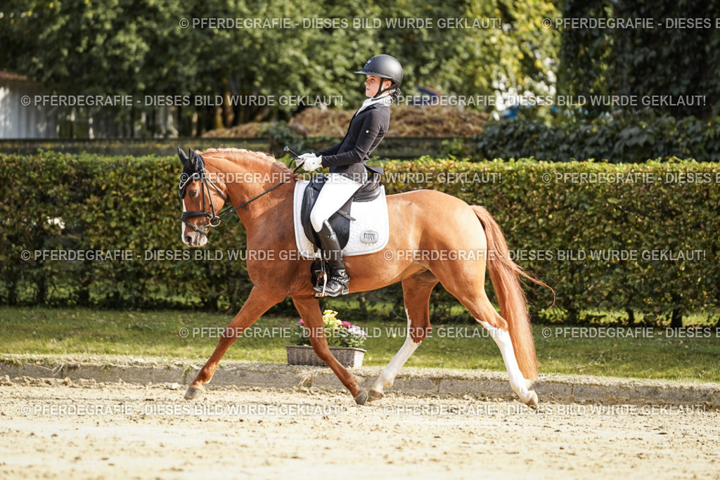 DSC06003 | Pferdegrafie