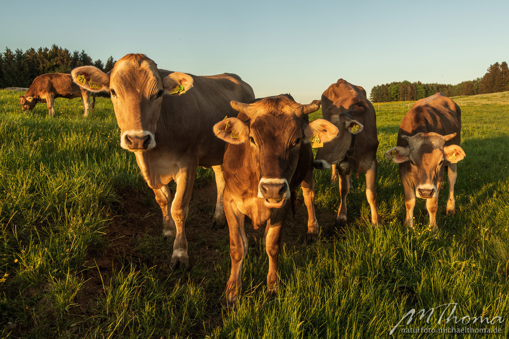 Neugierige Allgäuer Kühe im ersten Sonnenlicht | Dies ist der Online-Shop von naturfoto.michaelthoma.de. Ich bin leidenschaftlicher Naturfotograf und fotografiere von der Andromedagalaxie bis zum Zwergtaucher, von der Ameise bis zum Orionnebel alles was mit Natur zu tun hat. Hier kann eine Auswahl meine - Realisiert mit Pictrs.com