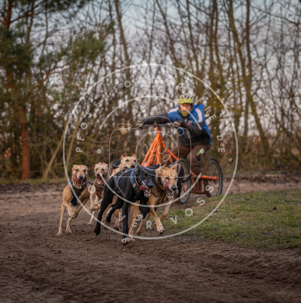 Pfotenfotografie_DV3A5849 | Hundefotografie, Tierfotograf, Pfotenfotografie, Fotoshooting Hund, Hunde Portrait, Hundesport, Hundeportraits, Heideshooting, Hunde, Sportfotograf, Hundefotograf, Turnierhundsport, THS,  - Realisiert mit Pictrs.com