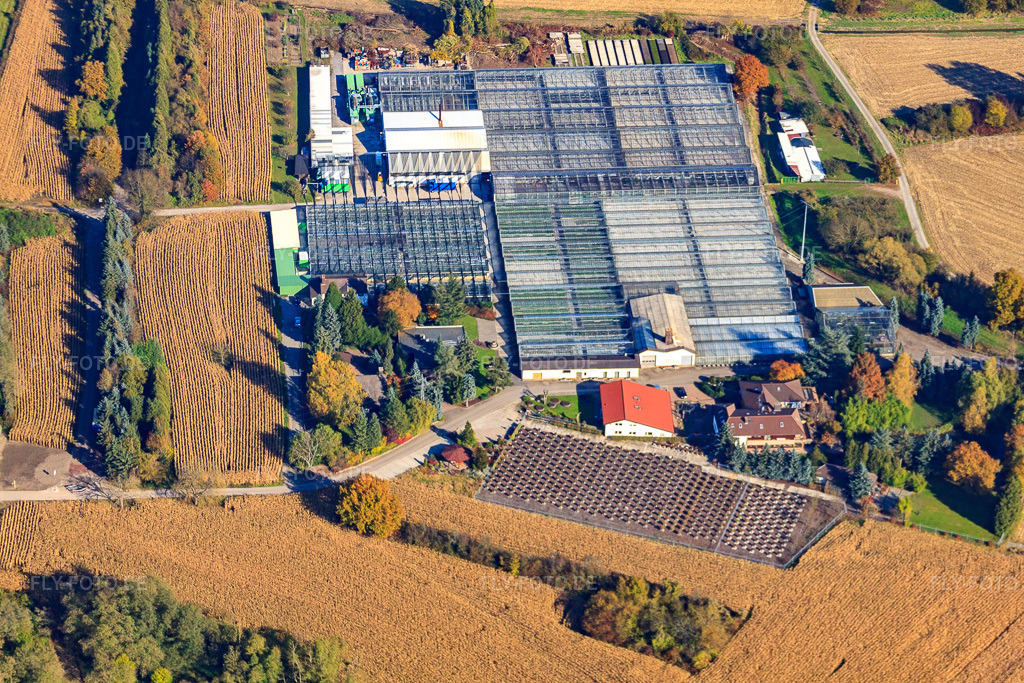 Luftbild: Geranien Endisch GmbH in Hagenbach im Bundesland Rheinland-Pfalz in Deutschland. Foto: IMG_35379.jpg vom 31.10.2010 durch Werner Riehm/FLY-FOTO.de