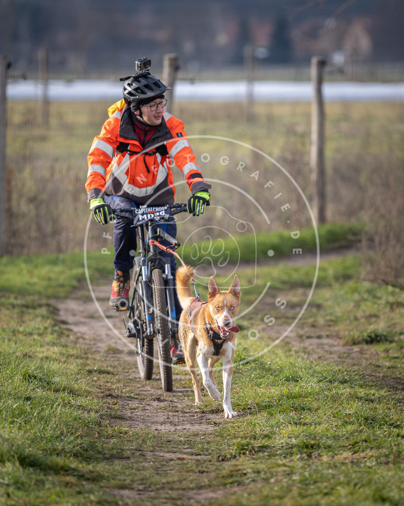 Pfotenfotografie_DV3A6742 | Hundefotografie, Tierfotograf, Pfotenfotografie, Fotoshooting Hund, Hunde Portrait, Hundesport, Hundeportraits, Heideshooting, Hunde, Sportfotograf, Hundefotograf, Turnierhundsport, THS,  - Realisiert mit Pictrs.com