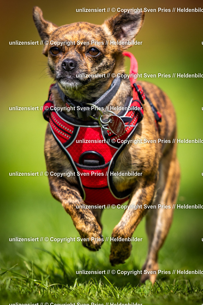 Sven Pries | 2025-04-13 - Hunderennen Baden-Baden - Realisiert mit Pictrs.com