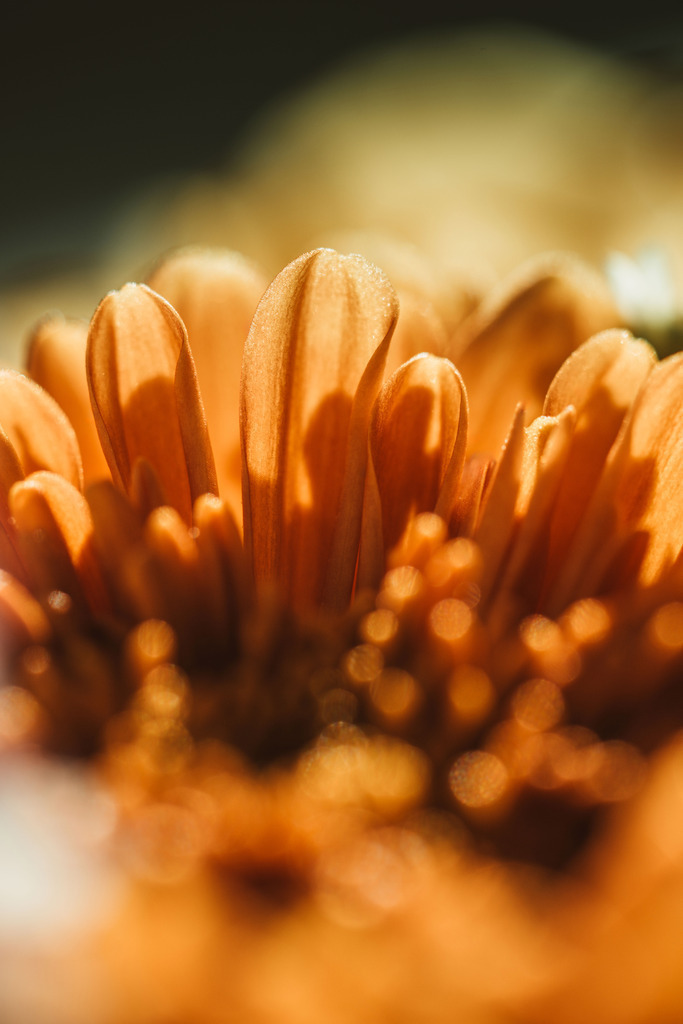 Makro_Nov_2023_24 | Du suchst natürliche und atmosphärische Prints oder Leinwanddrucke? In diesem Shop gibt es alles, nur kein Mainstream. - Realisiert mit Pictrs.com