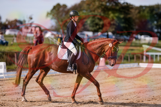 2026_10_03_Siefer-Hof_114100_Z81_83520494 | Professionelle Reitsport-, Turnier- und Eventfotografie von Robert Broda. Galerien mit ausgewählten und bearbeiteten Bildern direkt online ansehen und bestellen.
