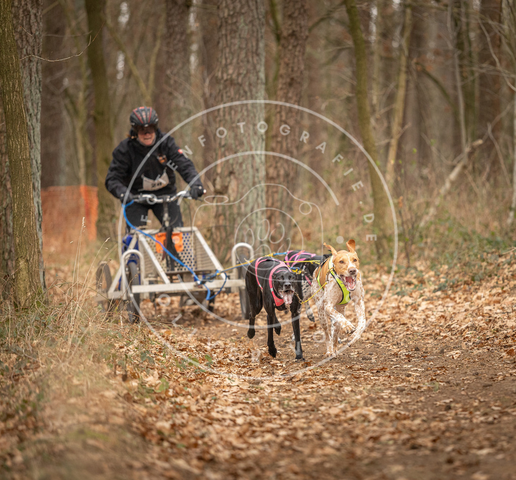 Pfotenfotografie_DV3A8724 | Hundefotografie, Tierfotograf, Pfotenfotografie, Fotoshooting Hund, Hunde Portrait, Hundesport, Hundeportraits, Heideshooting, Hunde, Sportfotograf, Hundefotograf, Turnierhundsport, THS,  - Realisiert mit Pictrs.com