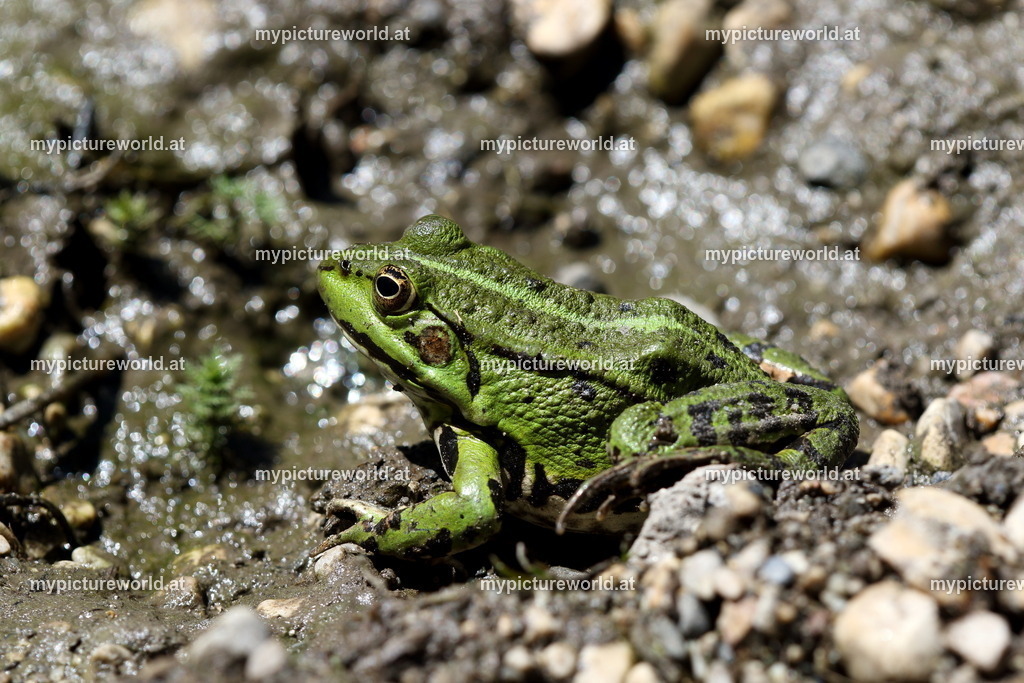 Kleiner Teichfrosch-053 | Das Bilderarchiv über Tiere, Planzen und Landschaften. In der Bilddatenbank finden Sie ein große Auswahl an hochwertigen Bilder für Ihre Werbung - Realisiert mit Pictrs.com
