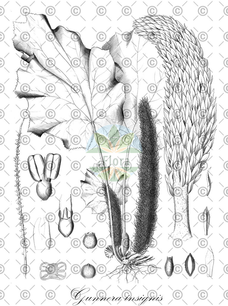 HistAbb_wfo-0000712006_1_ENZY_Simple | Historische Abbildung von Gunnera insignis - Gunneraceae | Historical Illustration of Gunnera insignis - Gunneraceae