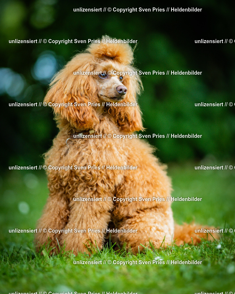 Sven Pries | 2025-05-29 - Pudelrennen KA-Durlach - Realisiert mit Pictrs.com