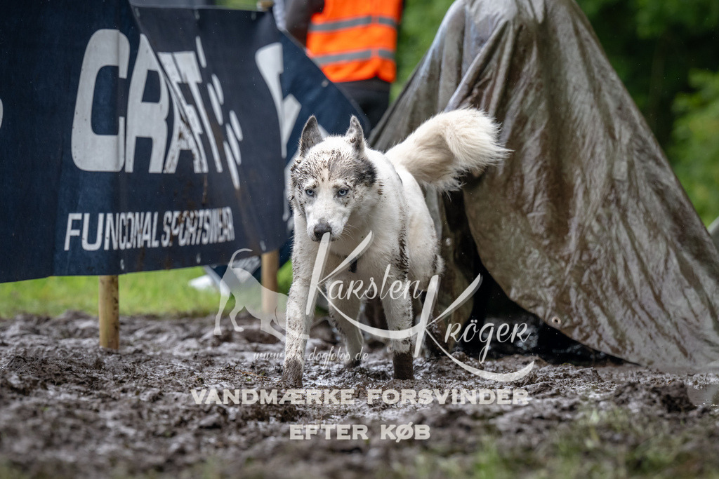 1041_ZZ92672 | kk-dogfotos