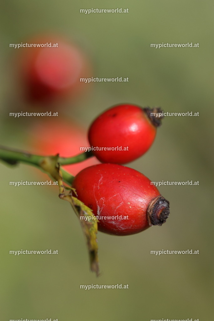 Hundsrose-015 | Das Bilderarchiv über Tiere, Planzen und Landschaften. In der Bilddatenbank finden Sie ein große Auswahl an hochwertigen Bilder für Ihre Werbung - Realisiert mit Pictrs.com