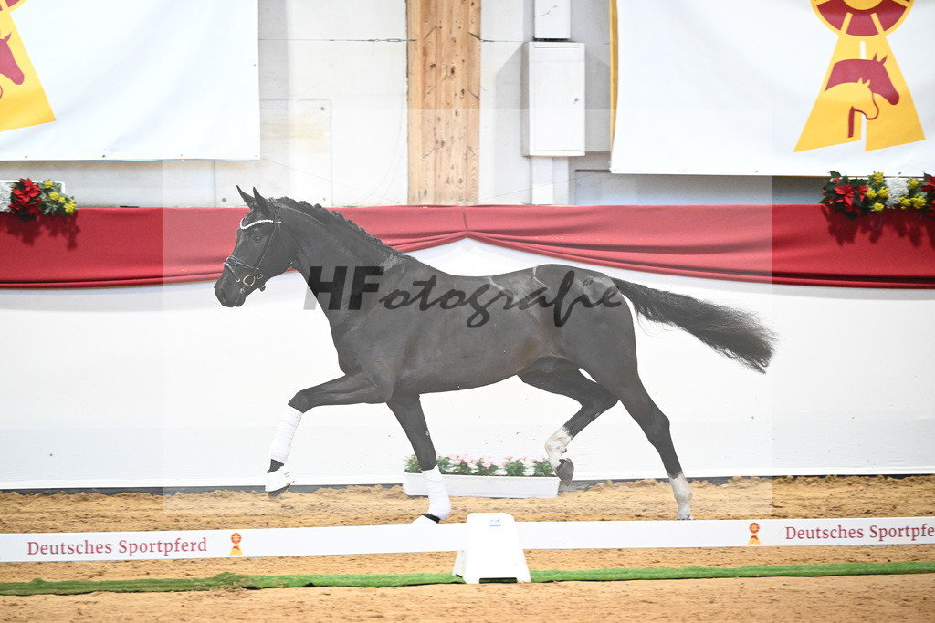 Kat-Nr. 49 Springbank II VH x Dante Weltino_Winklmaier_43232067 | hf-fotografie - Realisiert mit Pictrs.com