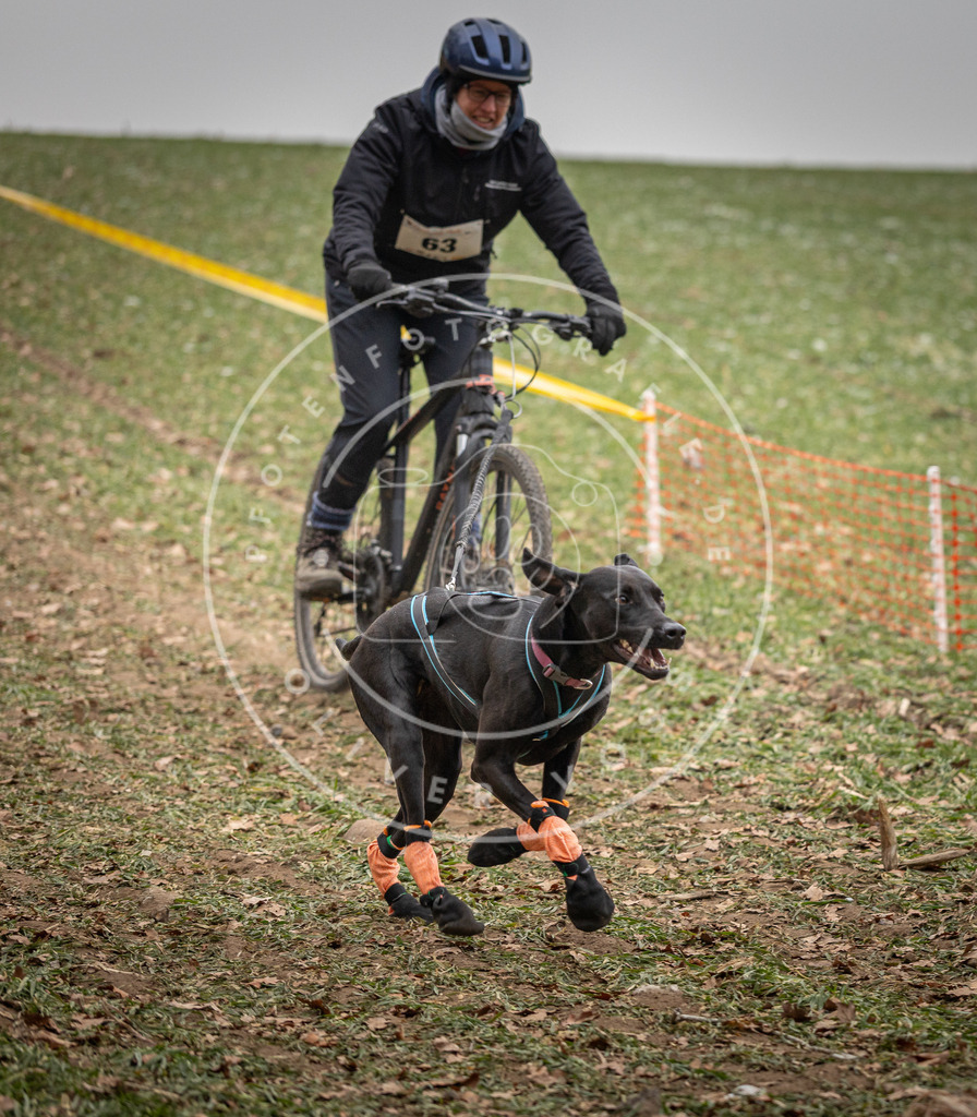 Pfotenfotografie_DV3A2756 | Hundefotografie, Tierfotograf, Pfotenfotografie, Fotoshooting Hund, Hunde Portrait, Hundesport, Hundeportraits, Heideshooting, Hunde, Sportfotograf, Hundefotograf, Turnierhundsport, THS,  - Realisiert mit Pictrs.com