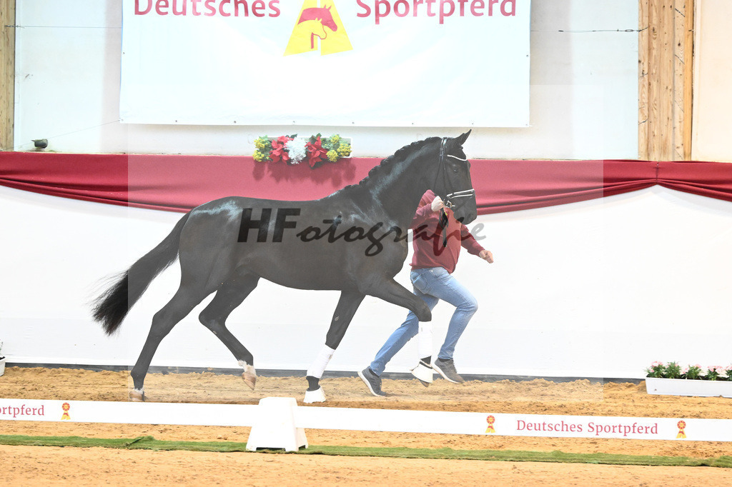 Kat-Nr. 3 Bellany x Florestan I_Schulze-Averdiek_43231636 | hf-fotografie - Realisiert mit Pictrs.com
