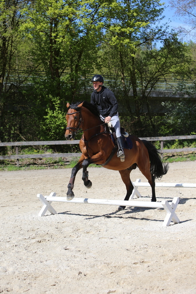 DL2Q3152 | Willkommen bei Brunnmayr - Design & Fotografie – Ihrem Spezialisten für Reitturniere und Pferdeveranstaltungen in Oberösterreich, Salzburg und Bayern! Seit über 17 Jahren sind wir leidenschaftlich dabei.