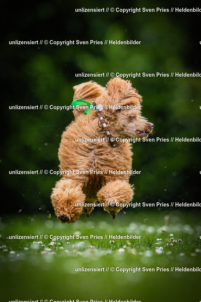 Sven Pries | 2025-05-29 - Pudelrennen KA-Durlach - Realisiert mit Pictrs.com