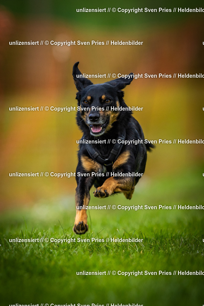 Sven Pries | 2025-04-13 - Hunderennen Baden-Baden - Realisiert mit Pictrs.com