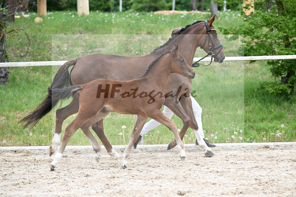 Kat-Nr. 7 HF Der Zauberlehrling x Cosmo Royale_Fuchs_24260360 | hf-fotografie - Realisiert mit Pictrs.com