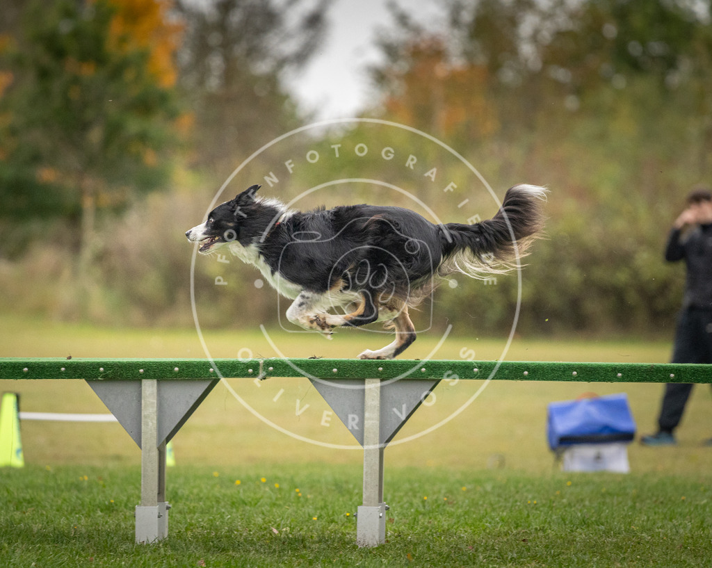 Pfotenfotografie_DV3A0212 | Hundefotografie, Tierfotograf, Pfotenfotografie, Fotoshooting Hund, Hunde Portrait, Hundesport, Hundeportraits, Heideshooting, Hunde, Sportfotograf, Hundefotograf, Turnierhundsport, THS,  - Realisiert mit Pictrs.com