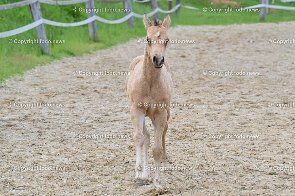 Otis_ 25.05.2023-3 | 25.05.2023, Slowakei, SVK, Dolný Moštenec, im Bild Fohlen, Pferd, Quarter Horse, Reitplatz