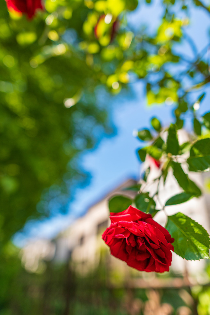 2022_06_03_EPPENDORF_DSC2029 | Hochwertig gedruckte Fotografien für die Wand, als Kalender und zum Verschenken. Hamburg & Norddeutschland und überall wo ich mit der Kamera unterwegs war.