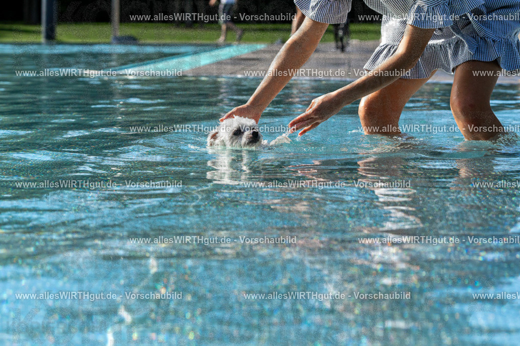 Hundeschwimmen_Volksbad_2026-allesWIRTHgut_Tierfotografie-2609061543-FAY07299 | Professionelle Tierfotografie in Mönchengladbach von Daniel Wirth (allesWIRTHgut). Liebevolle & natürliche Bilder von Hunden & Katzen für unvergessliche Erinnerungen.