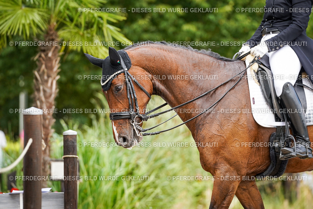 DSC06708 | Pferdegrafie