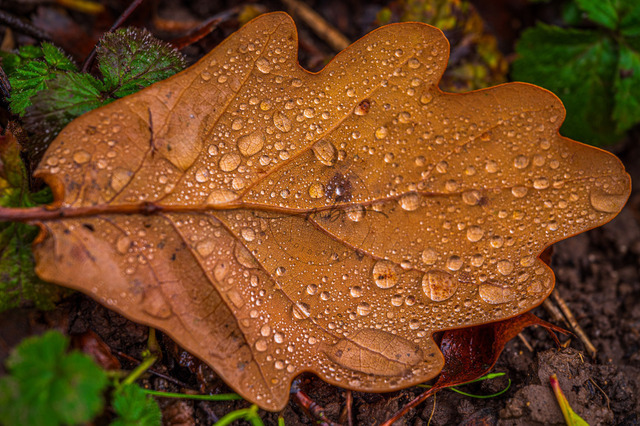 Wassertropfen auf einem Eichenblatt | Professionelle Natur- & Landschaftsfotos als Poster, auf Leinwand & viele mehr. Wähle aus einer Vielzahl an Formaten & Materialien Dein perfektes Bild. - Realisiert mit Pictrs.com