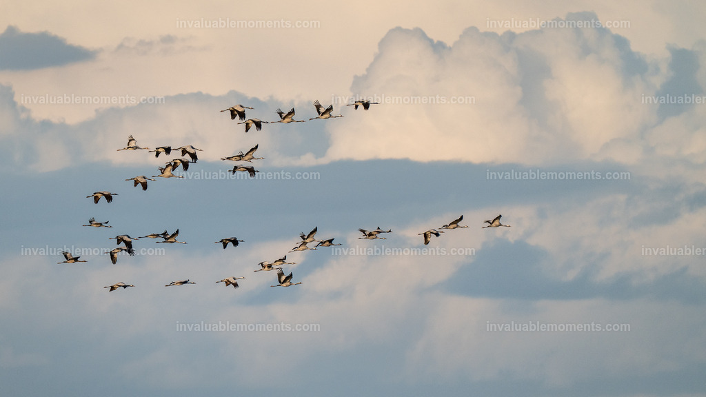 DSC_5727 | invaluablemoments.com - Realisiert mit Pictrs.com