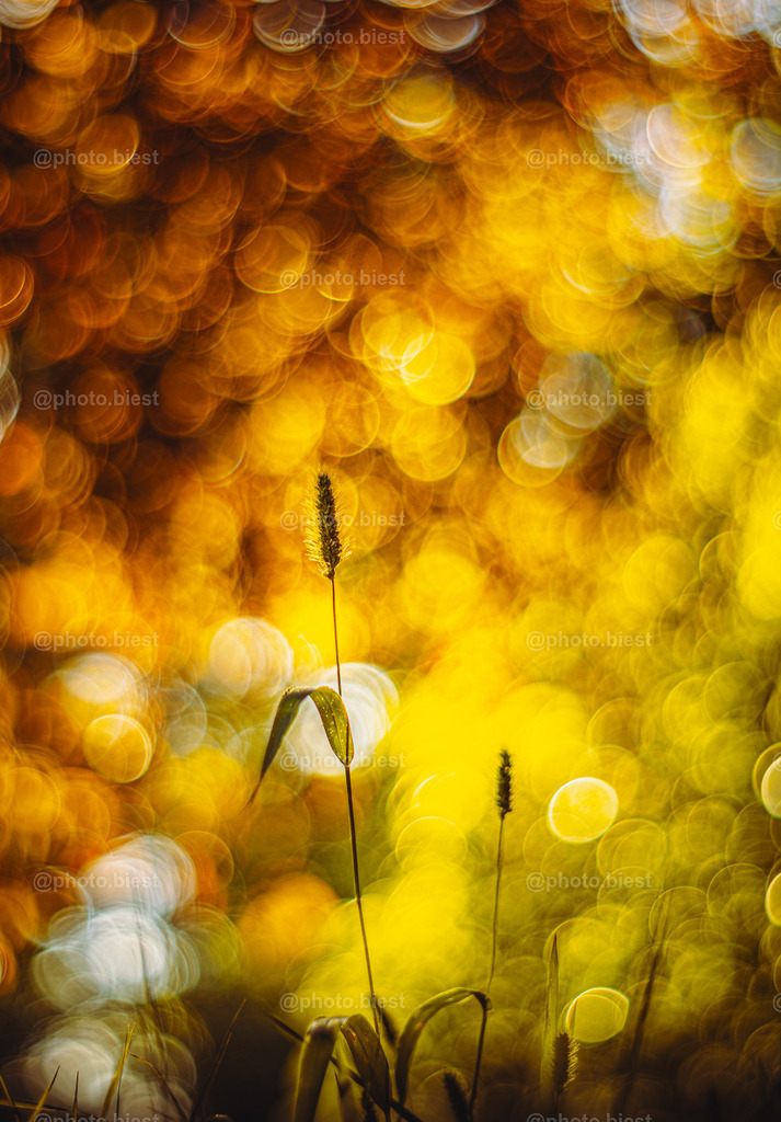 Glutgräser | Gräser im Bubblebokehsonnenlicht. - Realisiert mit Pictrs.com