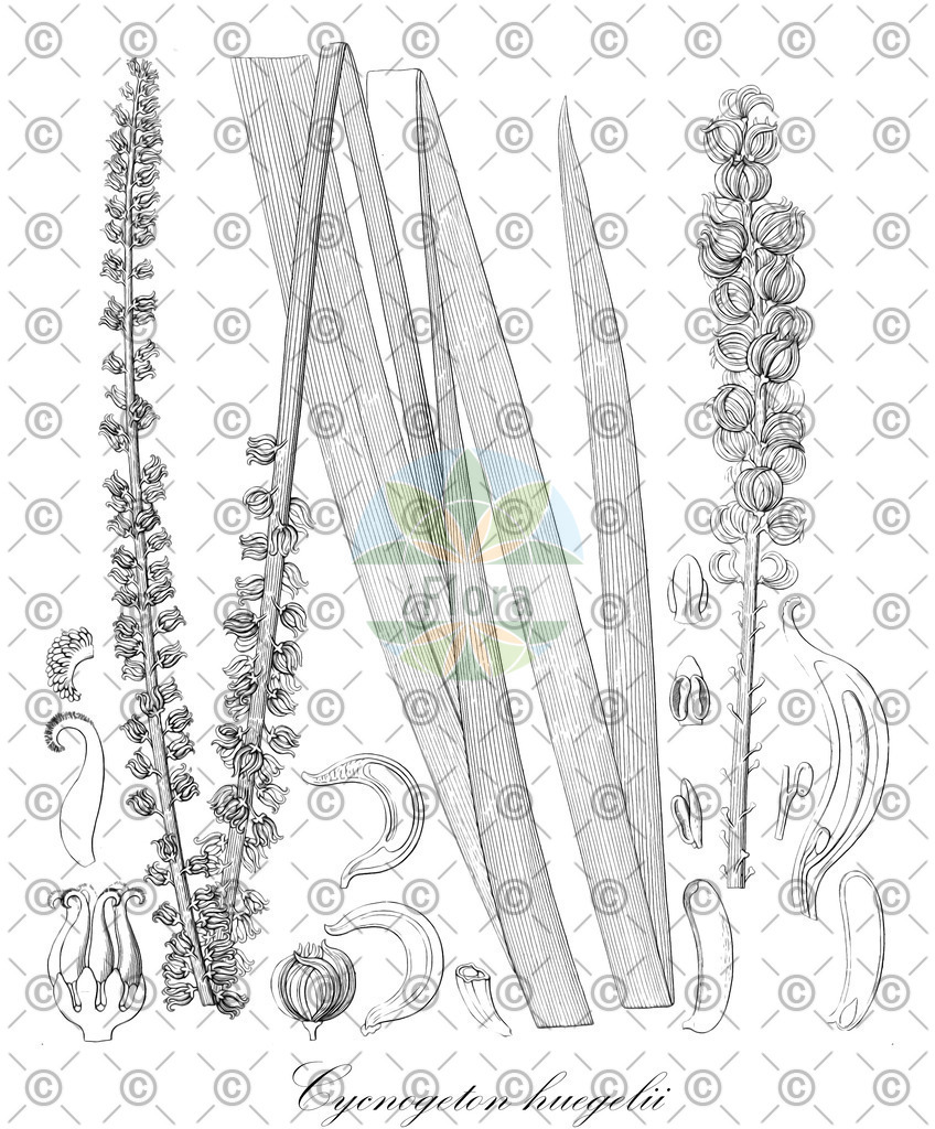 HistAbb_wfo-0000174888_1_ENZY_Simple | Historische Abbildung von Cycnogeton huegelii - Juncaginaceae | Historical Illustration of Cycnogeton huegelii - Juncaginaceae