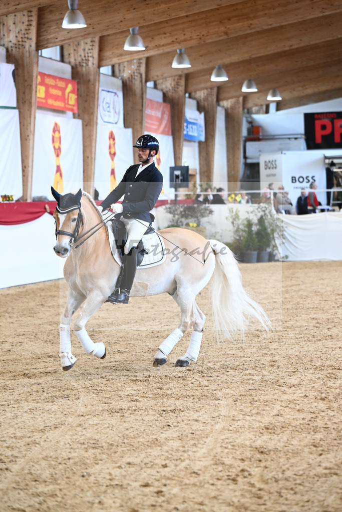Schauprogramm Haflinger_DSP Amiro_2251545 | hf-fotografie - Realizzato con Pictrs.com