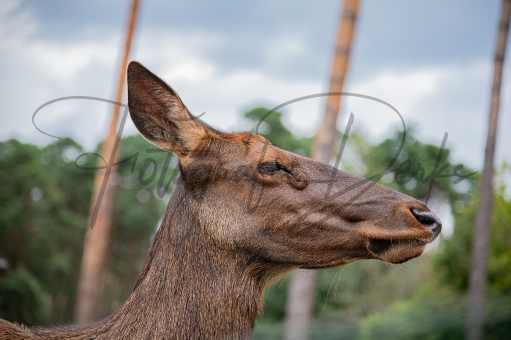 tiere-1-7 | fotografie-derks - Realisiert mit Pictrs.com