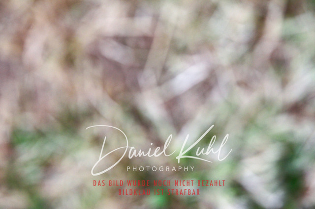 DKP47307 | Turniersportfotografie; Pferdefotografie; Dressurfotografie