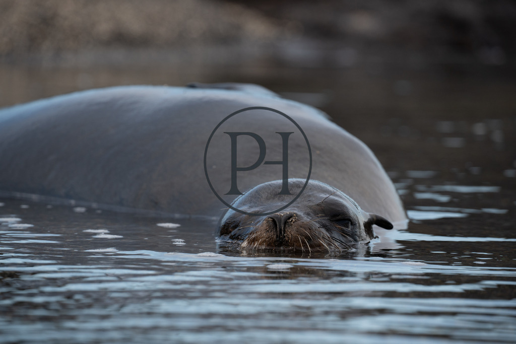 Galapagos2024-181 | Philipp-Heist - Realisiert mit Pictrs.com