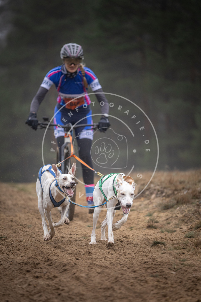Pfotenfotografie_DV3A0903 | Hundefotografie, Tierfotograf, Pfotenfotografie, Fotoshooting Hund, Hunde Portrait, Hundesport, Hundeportraits, Heideshooting, Hunde, Sportfotograf, Hundefotograf, Turnierhundsport, THS,  - Realisiert mit Pictrs.com