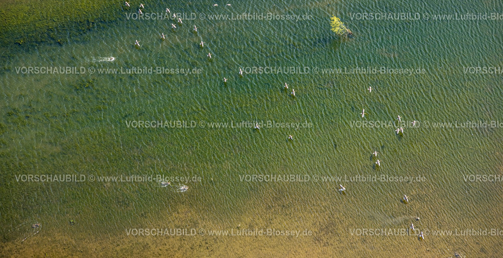 Wesel240402188BislicherInsel-Wesel | Luftbild, NSG Naturschutzgebiet Bislicher Insel Auenlandschaft, Gänse im Flug über den Fluss Alter Rhein, Ginderich, Wesel, Niederrhein, Nordrhein-Westfalen, Deutschland