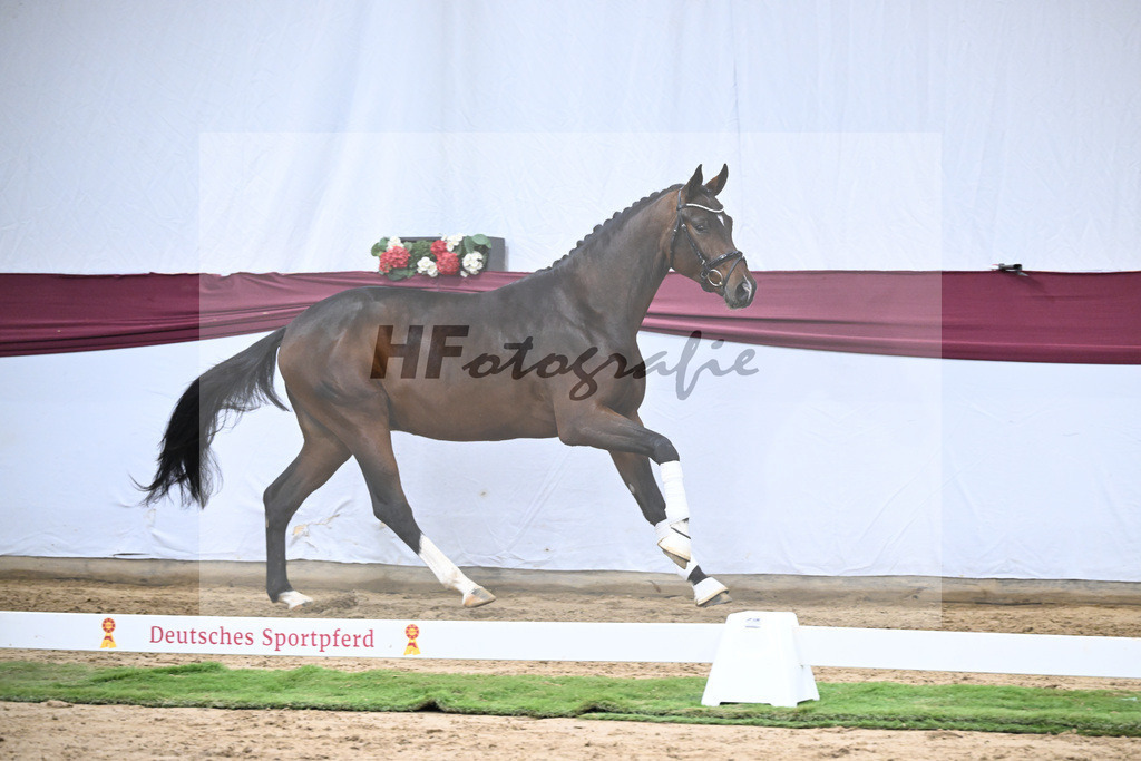 Kat-Nr. 47 Taurus x Floriscount_Thomas Casper u Horst Eulich_47251676 | hf-fotografie - Realisiert mit Pictrs.com