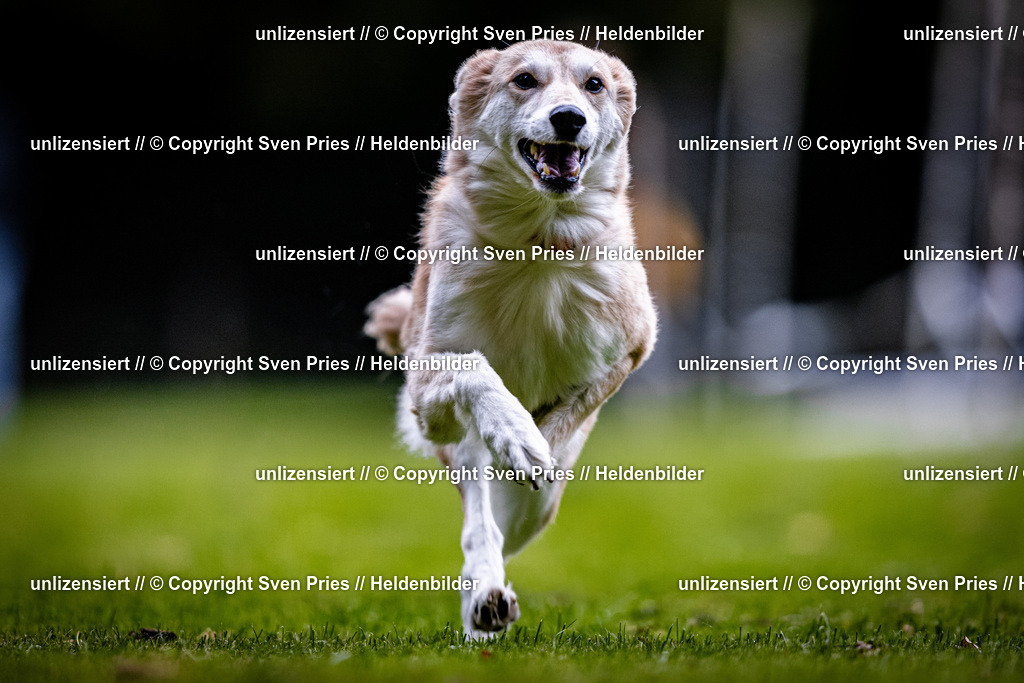 Sven Pries | 2025-10-03 - Hunderennen Obergrombach - Realisiert mit Pictrs.com