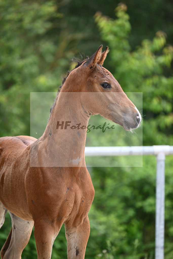 Conthalou x Catoki_HF_Lanzinner_20240842 | hf-fotografie - Realisiert mit Pictrs.com