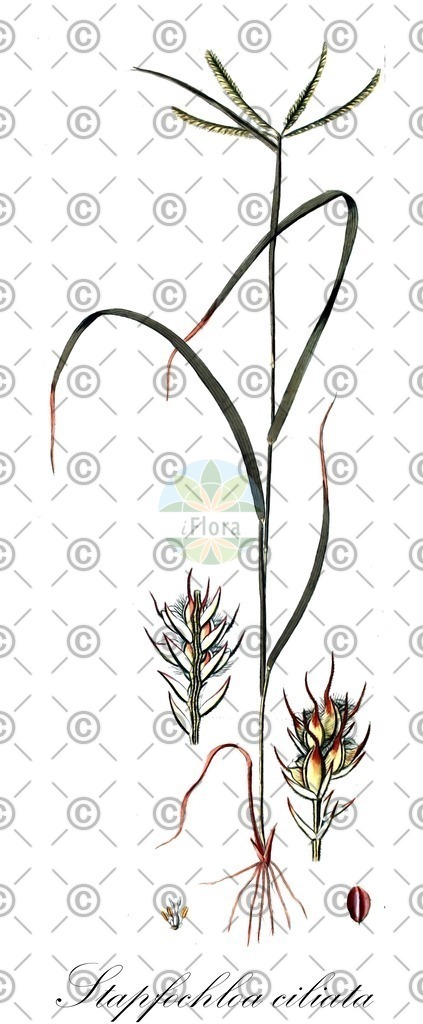 HistAbb_EMP_34660_SRC_Schlechtendal_FLORAD_SIMPLE | Historische Abbildung von Stapfochloa ciliata - Poaceae | Historical Illustration of Stapfochloa ciliata - Poaceae