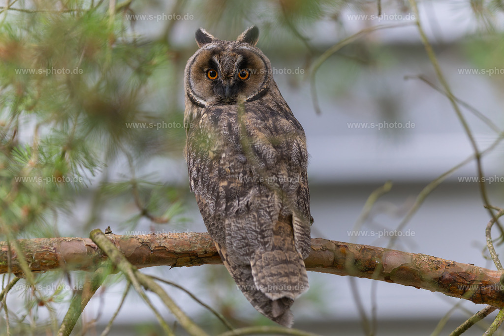 Waldohreule | ganz alleine stellt sie sich den Herausforderungen des Fotoshootings... und brilliert hier - Realisiert mit Pictrs.com
