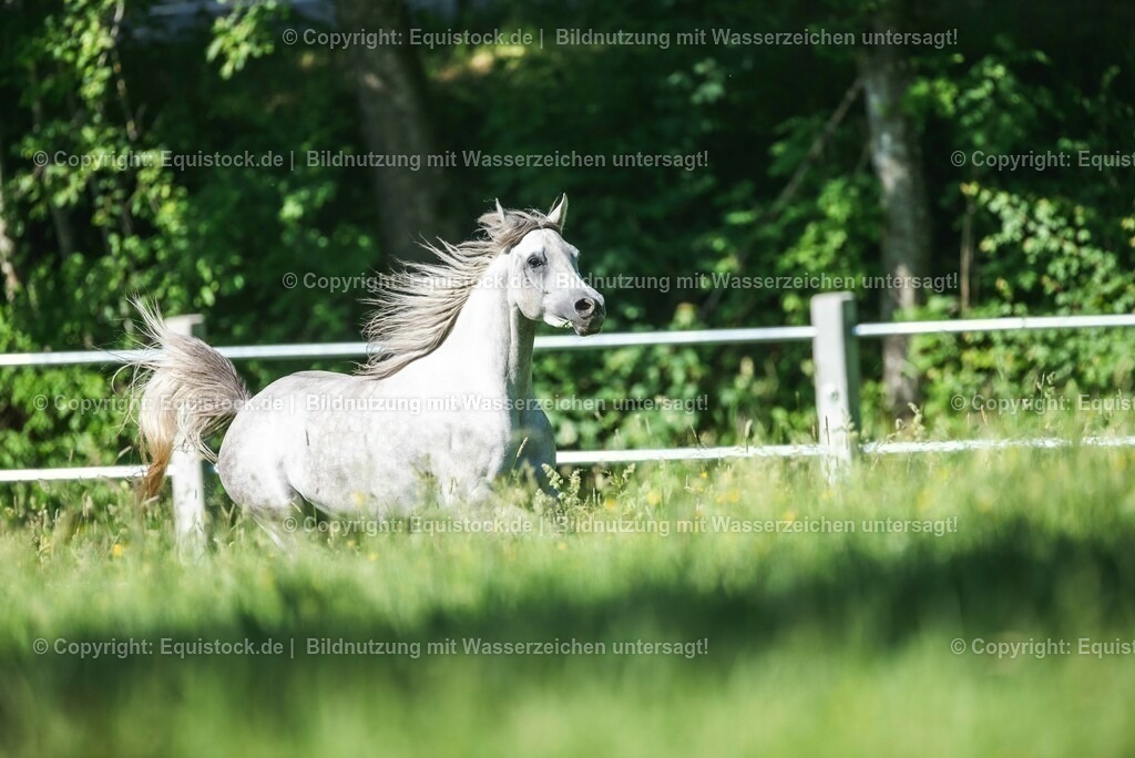 20210617_Araber_Marbach_Koppel_0067 | Foto: Thomas Hartig
