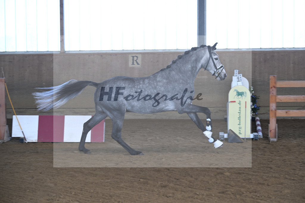 Kat-Nr. 3 Golden Diamond K v. GoldenGray_Koldas_49250059 | hf-fotografie - Realisiert mit Pictrs.com