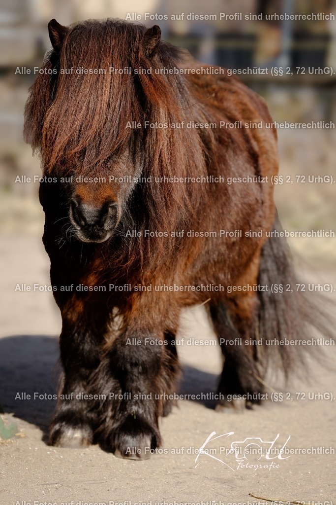 Photo_1742671896404 | krollfotografie - Realisiert mit Pictrs.com